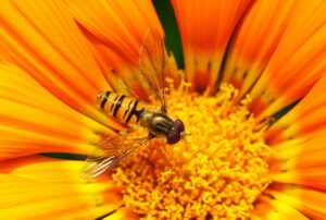 Hover Fly